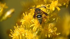 Winterschmidtiidae by (c) Pete Lypkie, いくつかの権利を保有 (CC BY), Pete Lypkie によって投稿されました. Used under a CC-BY license.