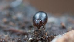 Achipteriidae by (c) Frank Ashwood, some rights reserved (CC BY), uploaded by Frank Ashwood. Used under a CC-BY license.