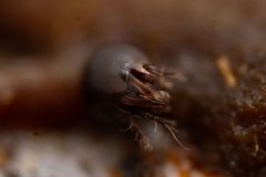 Achipteriidae by (c) Thomas Dalley, some rights reserved (CC BY), uploaded by Thomas Dalley. Used under a CC-BY license.