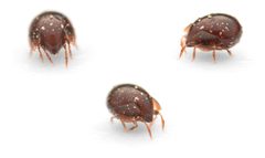 Galumnidae by (c) davidfdz_b82, some rights reserved (CC BY), uploaded by davidfdz_b82. Used under a CC-BY license.