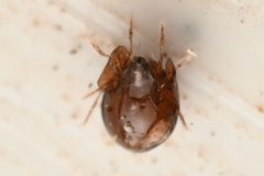 Galumnidae by (c) Trevor Van Loon, some rights reserved (CC BY), uploaded by Trevor Van Loon. Used under a CC-BY license.