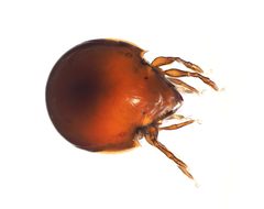 Mochlozetidae by (c) Ethan Yeoman, some rights reserved (CC BY), uploaded by Ethan Yeoman. Used under a CC-BY license.