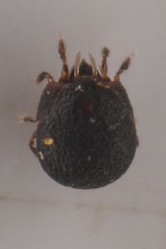 Phenopelopidae by (c) Trevor Van Loon, some rights reserved (CC BY), uploaded by Trevor Van Loon. Used under a CC-BY license.