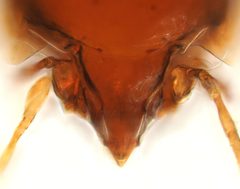 Scheloribatidae by (c) Ethan Yeoman, some rights reserved (CC BY), uploaded by Ethan Yeoman. Used under a CC-BY license.
