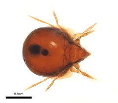Scheloribatidae by (c) Ethan Yeoman, some rights reserved (CC BY), uploaded by Ethan Yeoman. Used under a CC-BY license.