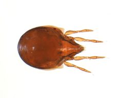 Scheloribatidae by (c) Ethan Yeoman, some rights reserved (CC BY), uploaded by Ethan Yeoman. Used under a CC-BY license.