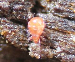 Hypochthoniidae by (c) Even Dankowicz, some rights reserved (CC BY), uploaded by Even Dankowicz. Used under a CC-BY license.