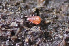 Hypochthoniidae by (c) Even Dankowicz, some rights reserved (CC BY), uploaded by Even Dankowicz. Used under a CC-BY license.