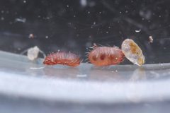 Lohmanniidae by (c) 青李, いくつかの権利を保有 (CC BY), 青李 によって投稿されました. Used under a CC-BY license.