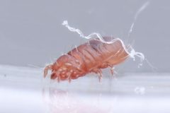 Lohmanniidae by (c) 青李, いくつかの権利を保有 (CC BY), 青李 によって投稿されました. Used under a CC-BY license.