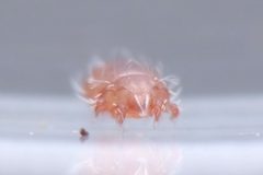 Lohmanniidae by (c) 青李, いくつかの権利を保有 (CC BY), 青李 によって投稿されました. Used under a CC-BY license.