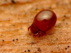 Phthiracaridae by (c) Katja Schulz, some rights reserved (CC BY). Used under a CC-BY license.