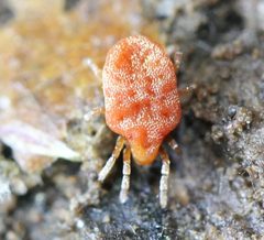 Calyptostoma by (c) Even Dankowicz, some rights reserved (CC BY), uploaded by Even Dankowicz. Used under a CC-BY license.