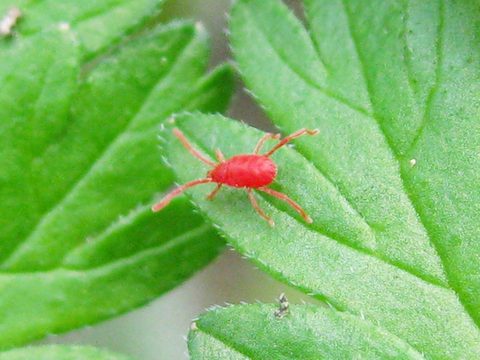 Abrolophinae by (c) Nikita Gerasin, some rights reserved (CC BY), uploaded by Nikita Gerasin. Used under a CC-BY license.