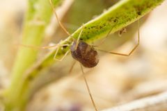 Paraphanolophus by (c) Jake Nitta, some rights reserved (CC BY), uploaded by Jake Nitta. Used under a CC-BY license.