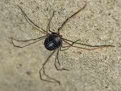 Paraphanolophus by (c) Daniel S., some rights reserved (CC BY), uploaded by Daniel S.. Used under a CC-BY license.