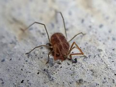 Paraphanolophus by (c) Daniel S., some rights reserved (CC BY), uploaded by Daniel S.. Used under a CC-BY license.