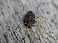 Paraphanolophus by (c) Daniel S., some rights reserved (CC BY), uploaded by Daniel S.. Used under a CC-BY license.