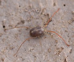Paraphanolophus by (c) Andrew Meeds, some rights reserved (CC BY), uploaded by Andrew Meeds. Used under a CC-BY license.