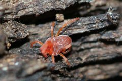 Johnstonianidae by (c) Even Dankowicz, いくつかの権利を保有 (CC BY), Even Dankowicz によって投稿されました. Used under a CC-BY license.