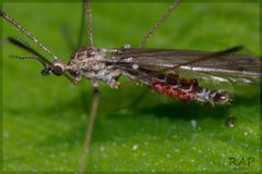 Johnstonianidae by (c) RAP, いくつかの権利を保有 (CC BY), RAP によって投稿されました. Used under a CC-BY license.