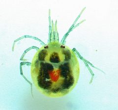 Limnesiidae by no rights reserved, uploaded by Ken Kneidel. Used under a CC0 license.