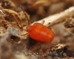 Smarididae by (c) Ludivine Lamare, some rights reserved (CC BY), uploaded by Ludivine Lamare. Used under a CC-BY license.