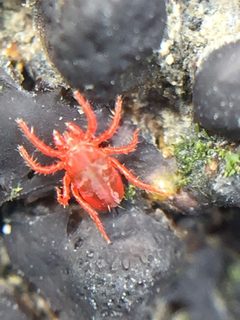 Teneriffiidae by (c) Stephen Thorpe, some rights reserved (CC BY), uploaded by Stephen Thorpe. Used under a CC-BY license.