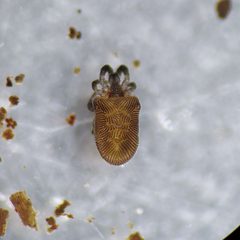 Trombellidae by (c) Derek Hennen, some rights reserved (CC BY), uploaded by Derek Hennen. Used under a CC-BY license.