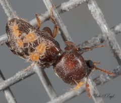 Cheyletidae by (c) Victor Engel, some rights reserved (CC BY), uploaded by Victor Engel. Used under a CC-BY license.