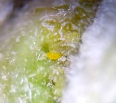 Stigmaeidae by (c) carnifex, some rights reserved (CC BY), uploaded by carnifex. Used under a CC-BY license.