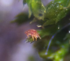 Tenuipalpidae by (c) carnifex, some rights reserved (CC BY), uploaded by carnifex. Used under a CC-BY license.