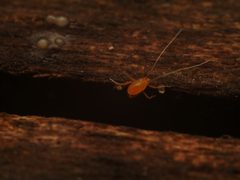Cocceupodidae by (c) Alexis Tinker-Tsavalas, some rights reserved (CC BY), uploaded by Alexis Tinker-Tsavalas. Used under a CC-BY license.
