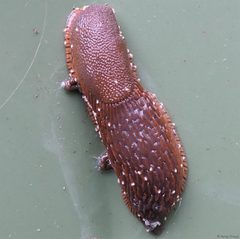 Ereynetidae by (c) Peter Preus, some rights reserved (CC BY), uploaded by Peter Preus. Used under a CC-BY license.