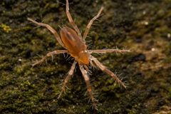 Eupodoidea by (c) Jeremiah Degenhardt, some rights reserved (CC BY), uploaded by Jeremiah Degenhardt. Used under a CC-BY license.