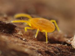 Labidostommatina by (c) Ludivine Lamare, some rights reserved (CC BY), uploaded by Ludivine Lamare. Used under a CC-BY license.