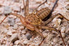 Phrynus by (c) Ken-ichi Ueda, some rights reserved (CC BY), uploaded by Ken-ichi Ueda. Used under a CC-BY license.