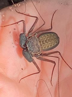 Phrynus by (c) Jared Shorma, some rights reserved (CC BY), uploaded by Jared Shorma. Used under a CC-BY license.