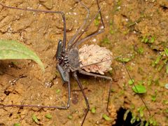 Amblypygi by no rights reserved, uploaded by Philipp Hoenle. Used under a CC0 license.