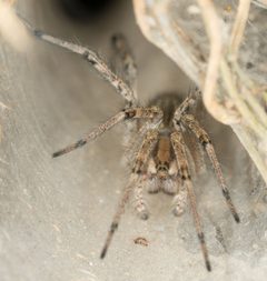 Agelenopsis aperta by no rights reserved, uploaded by Jesse Rorabaugh. Used under a CC0 license.