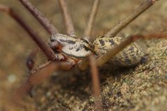 Eratigena atrica by (c) Ludivine Lamare, some rights reserved (CC BY), uploaded by Ludivine Lamare. Used under a CC-BY license.