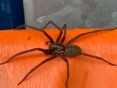 Eratigena by no rights reserved, uploaded by Peter Gabler. Used under a CC0 license.