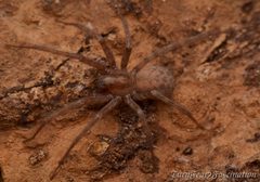 Tegenaria by (c) Tone Killick, some rights reserved (CC BY), uploaded by Tone Killick. Used under a CC-BY license.