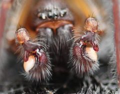 Amaurobius ferox by (c) Even Dankowicz, some rights reserved (CC BY), uploaded by Even Dankowicz. Used under a CC-BY license.