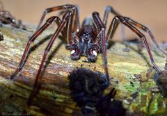Amaurobius ferox by (c) Tone Killick, some rights reserved (CC BY), uploaded by Tone Killick. Used under a CC-BY license.