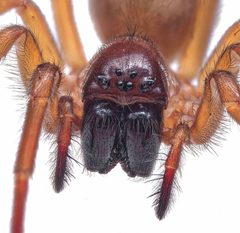 Callobius bennetti by (c) Christian Back, some rights reserved (CC BY), uploaded by Christian Back. Used under a CC-BY license.