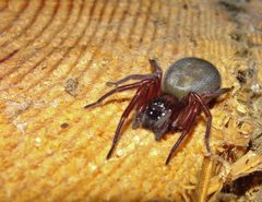 Callobius severus by (c) AHIOH, some rights reserved (CC BY), uploaded by AHIOH. Used under a CC-BY license.