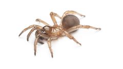 Aliatypus gulosus by (c) Evrytte Carlson, some rights reserved (CC BY), uploaded by Evrytte Carlson. Used under a CC-BY license.