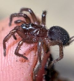 Hexura rothi by (c) rpadilla_, some rights reserved (CC BY). Used under a CC-BY license.