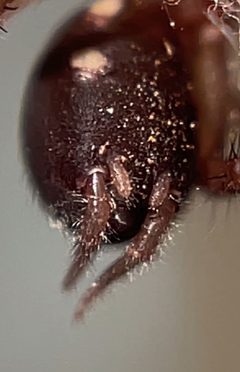 Hexura rothi by (c) rpadilla_, some rights reserved (CC BY). Used under a CC-BY license.